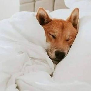 Meet your Posher, Ella